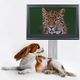 Image for article titled If You Love Your Dog, You'll Let Him Watch TV All Day